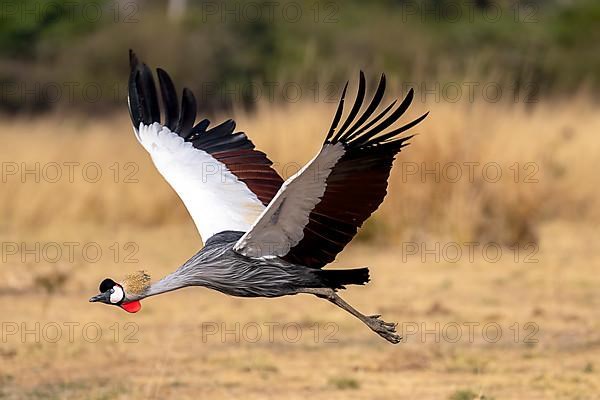 Black crowned crane