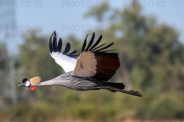 Black crowned crane