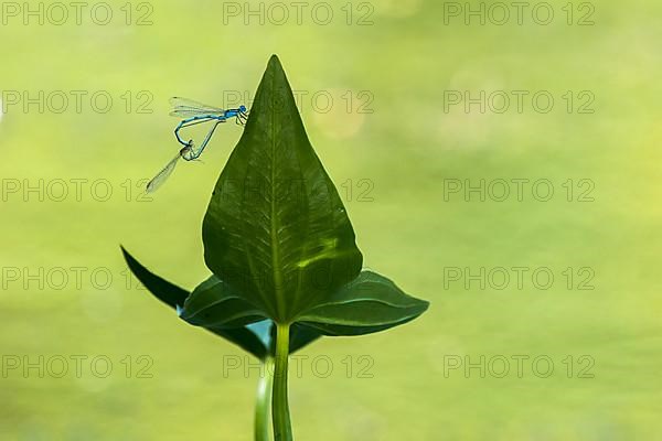 Mating wheel of the blue damselfly