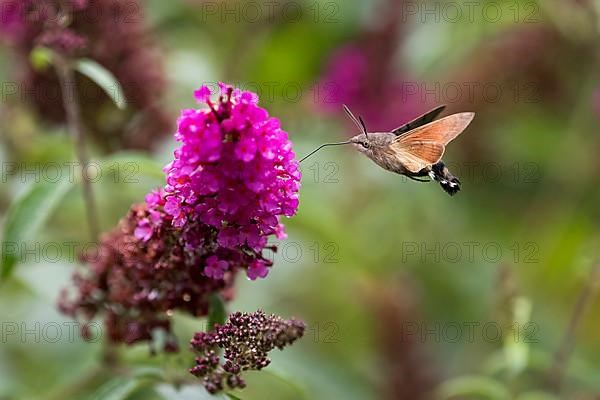 Hummingbird hawk-moth