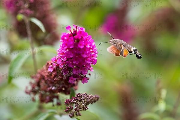 Hummingbird hawk-moth