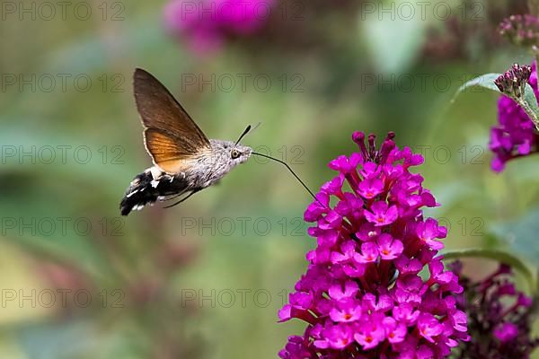 Hummingbird hawk-moth