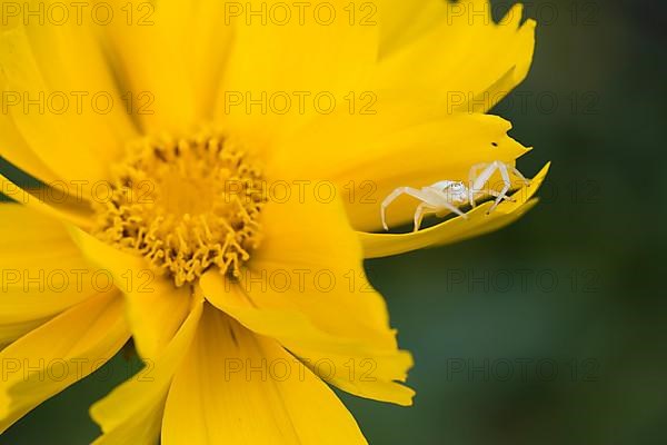 Goldenrod crab spider