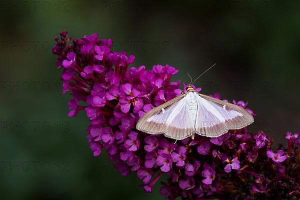 Box tree moth