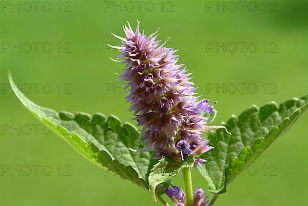 Flower of East Asian Giant Hyssop