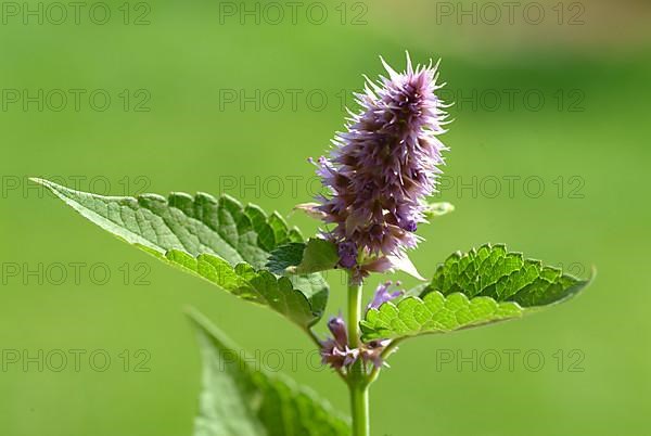 Flower of East Asian Giant Hyssop