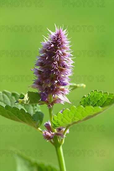 Flower of East Asian Giant Hyssop