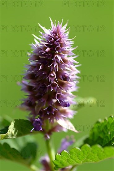 Flower of East Asian Giant Hyssop