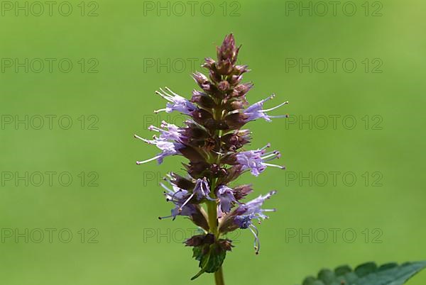 Flower of East Asian Giant Hyssop