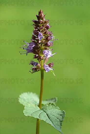 Flower of East Asian Giant Hyssop