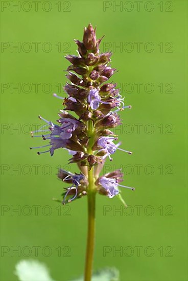 Flower of East Asian Giant Hyssop