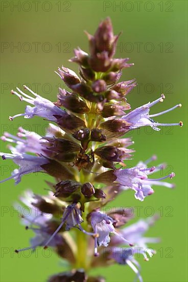 Flower of East Asian Giant Hyssop