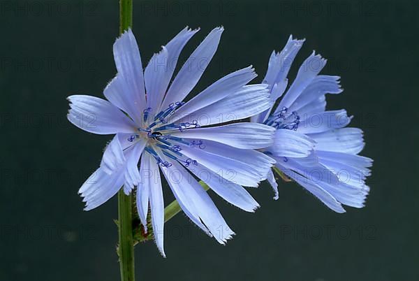 Flower of common chicory