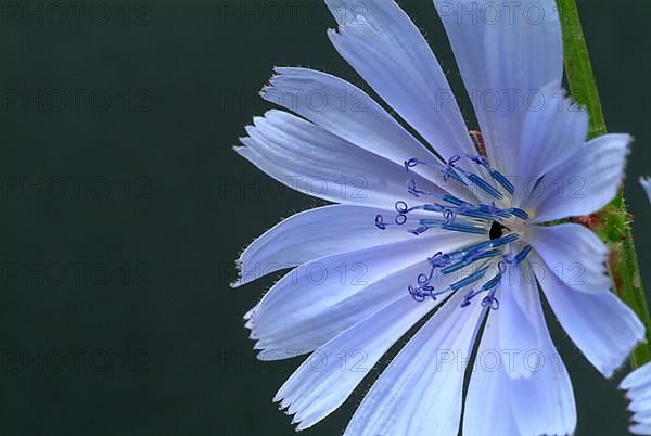 Flower of common chicory