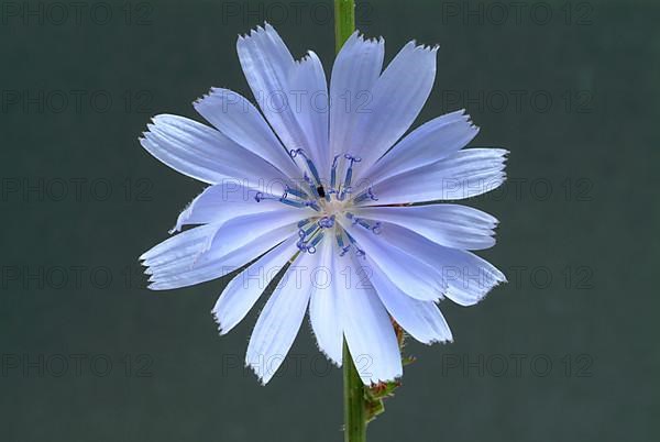 Flower of common chicory