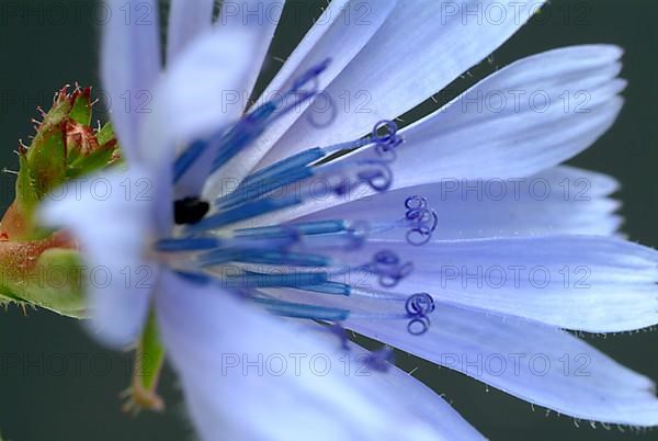 Flower of common chicory