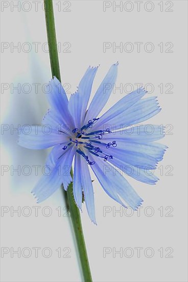 Flower of common chicory