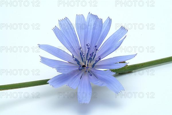 Flower of common chicory