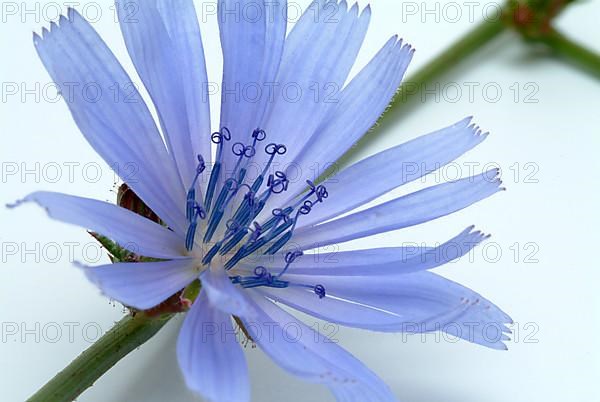 Flower of common chicory