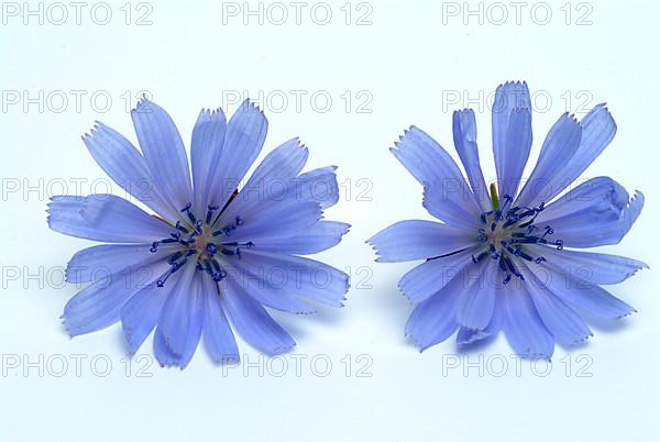 Flower of common chicory