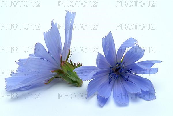 Flower of common chicory