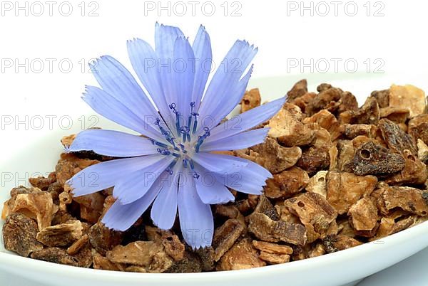 Flower and dried root of common chicory