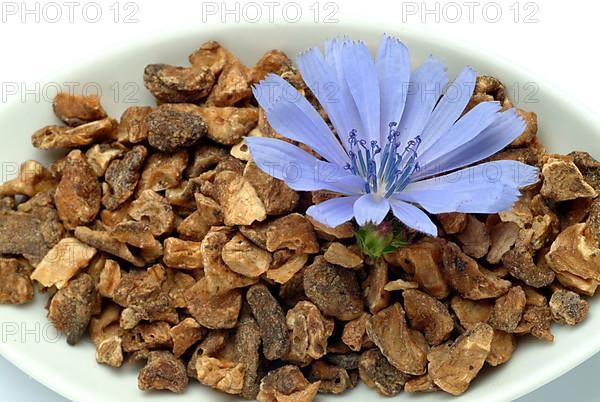 Flower and dried root of common chicory