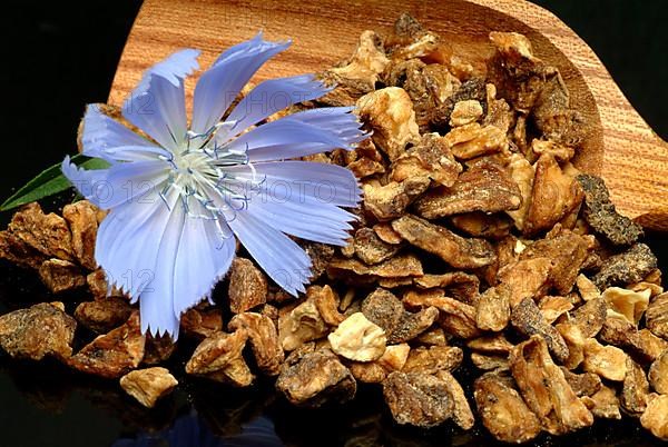 Flower and dried root of common chicory