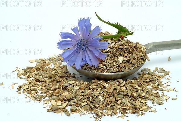 Flower and dried herb of common chicory