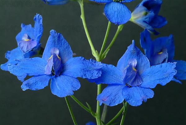 Flower of forking larkspur