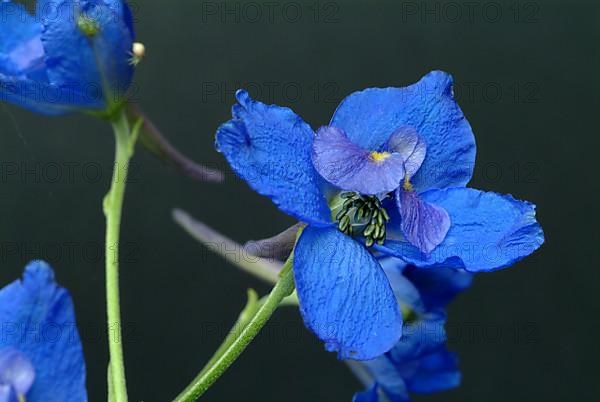 Flower of forking larkspur