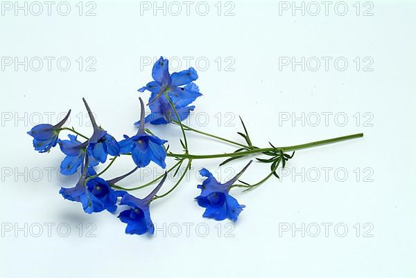 Flower of forking larkspur