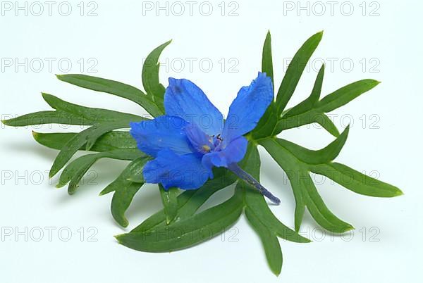 Flower of forking larkspur