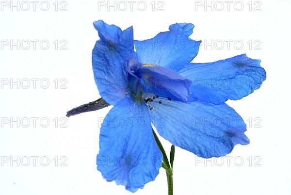 Flower of forking larkspur