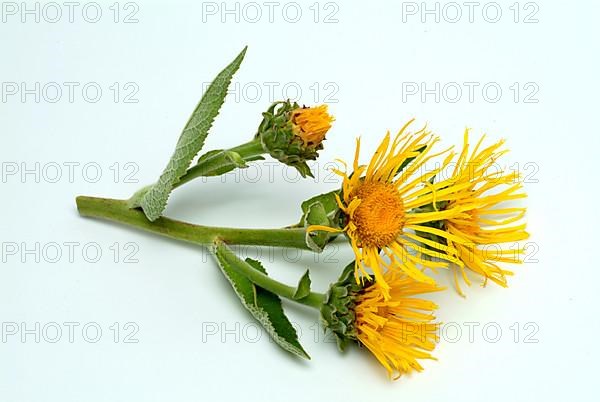 Flower of elecampane