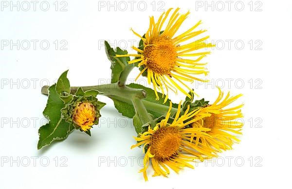 Flower of elecampane