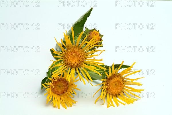 Flower of elecampane