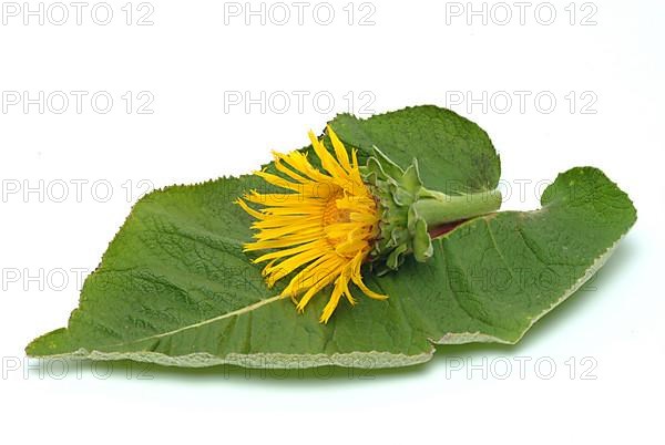 Flower of elecampane