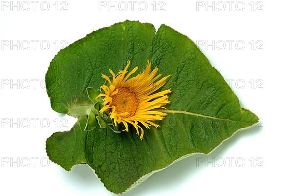 Flower of elecampane