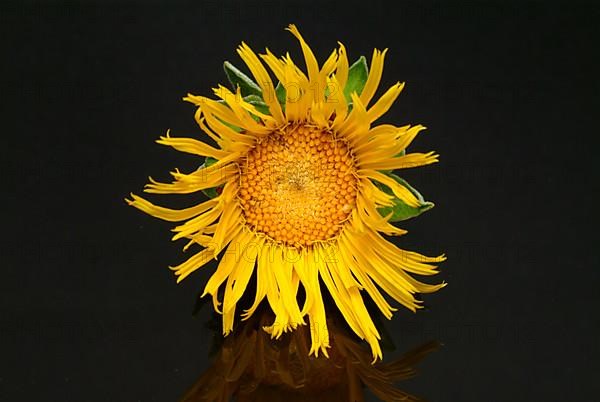 Flower of elecampane