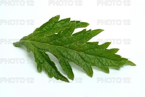 Common vervain