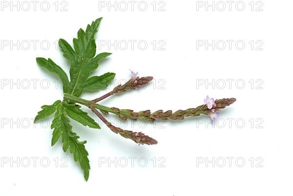 Common vervain