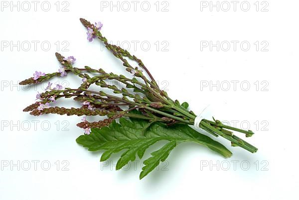 Common vervain