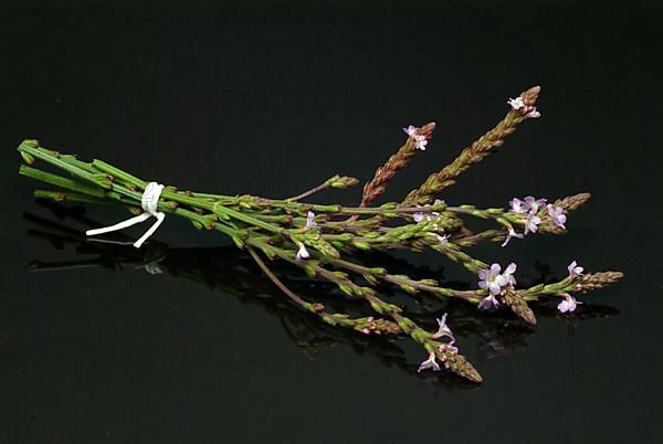 Common vervain