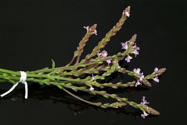 Common vervain