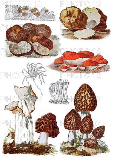 Edible morel