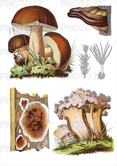 Boletus edulis s. str.