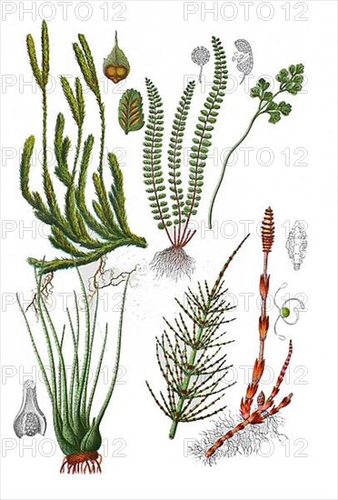 Field horsetail also tinweed