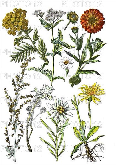 Tansy also wormwood