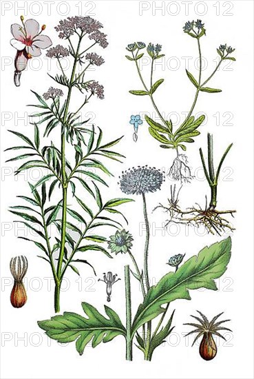 Common Valerian